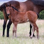 F - Turffontein x Porschalaine